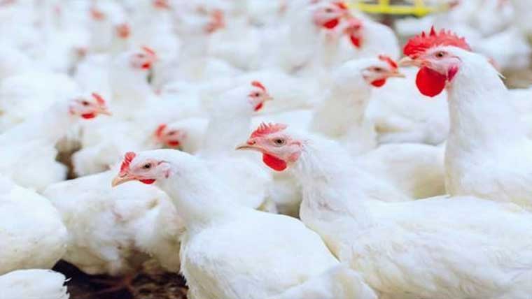  نرخ نامے سے  مرغی کے گوشت کی قیمت ختم: دکانداروں کو کھلی چھٹی 