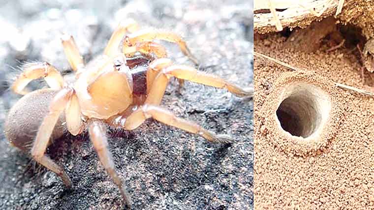 ٹریپ ڈور مکڑیوں کی نئی اقسام دریافت کر لی گئیں 