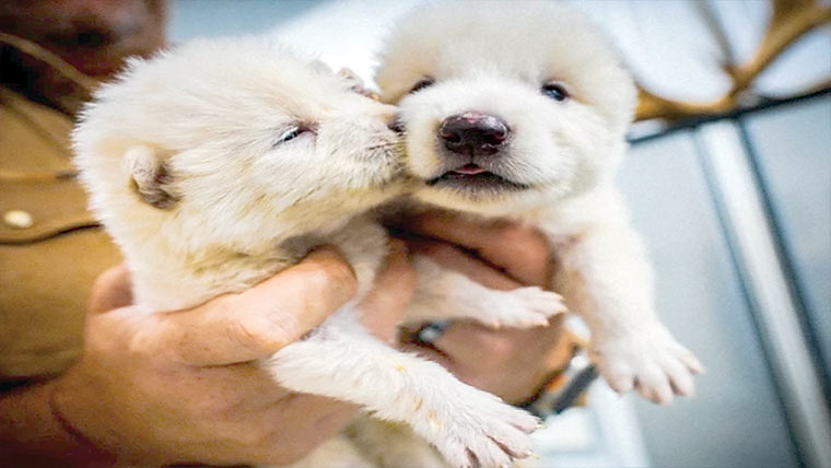 12 ہزار سال سے ناپید شدہ جانور واپس’زندہ‘ ہوگیا