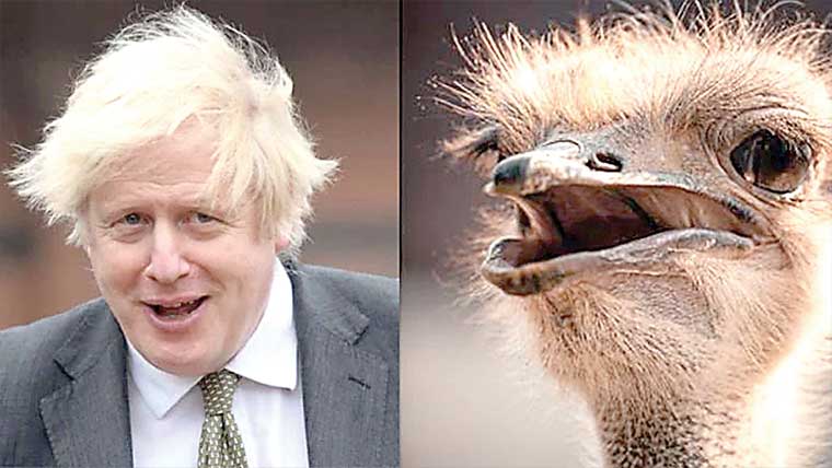 بورس جانسن کو شتر مرغ نے کاٹ لیا، ویڈیو وائرل