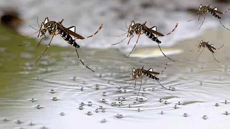 اسلام آباد:رواںماہ 18مقامات پر ڈینگی لاروا کی نشاندہی 