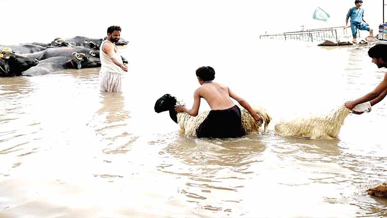 رتہ جھال چھچھر والی نہر میں  جانوروں کو نہلانے کا سلسلہ جاری 