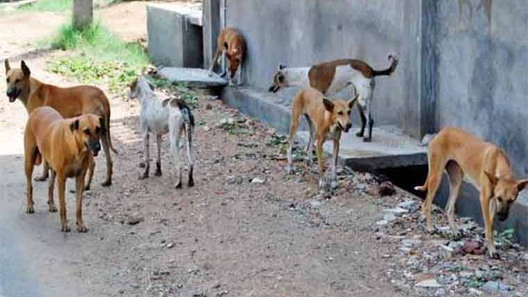 آوارہ کتے شہریوں اورراہ گیروں کے لئے وبال جان بن گئے 