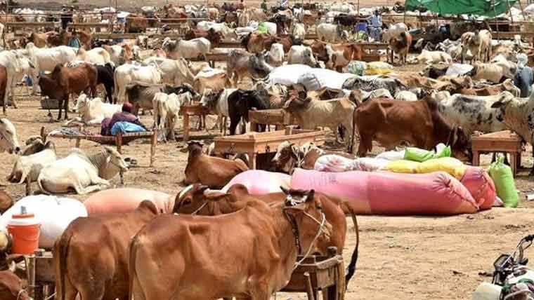 بلدیہ عظمٰی:عیدالاضحیٰ کے موقع پر9عارضی مویشی منڈیوں کی نیلامی کا کام مکمل