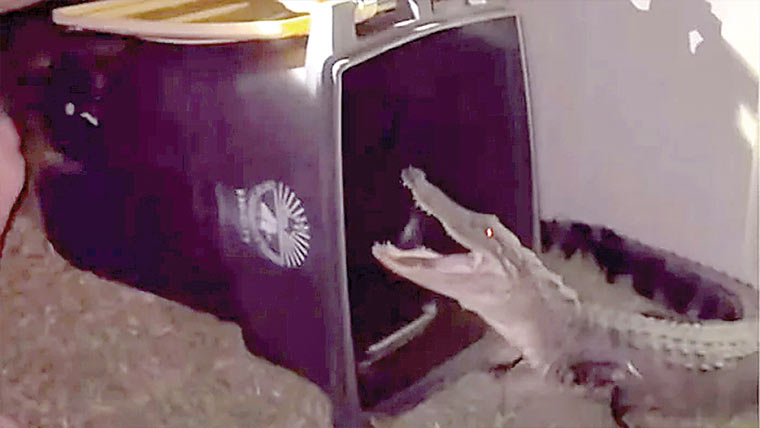  گھر میں گھسا مگرمچھ کوڑے دان میں پھنس کر پکڑا گیا