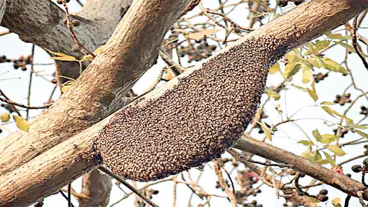 کونسا شہد طاقت کے لحاظ سے سب سے بہتر ہے