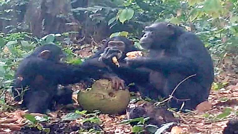 بندروں کی نشے والا پھل بانٹ کر کھانے کی ویڈیو وائرل