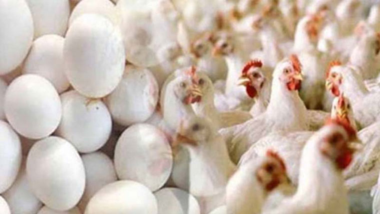 ڈسکہ میں برائلر مرغی اور  انڈوں کی قیمت میں اضافہ