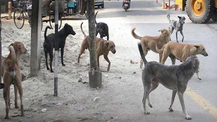 خانیوال اورنواح میں آوارہ کتوں کی بہتات ، مکین پریشان