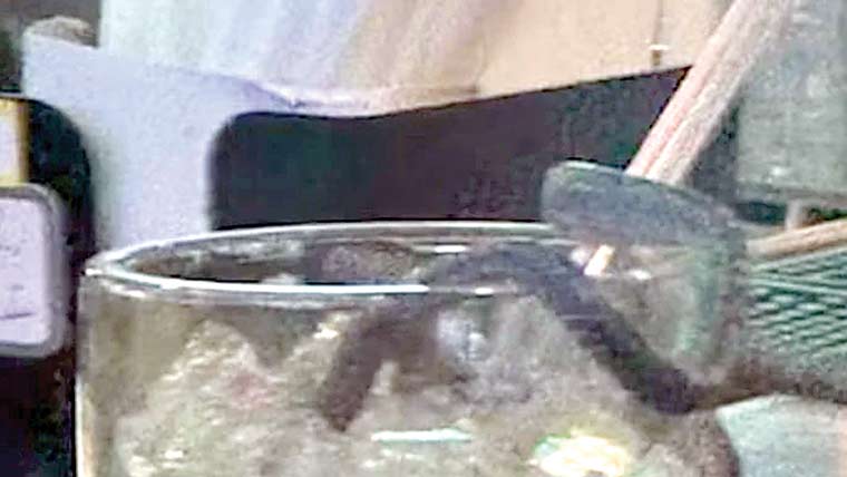 چھت سے گرنیوالا سانپ خاتون کے مشروب میں جا گرا