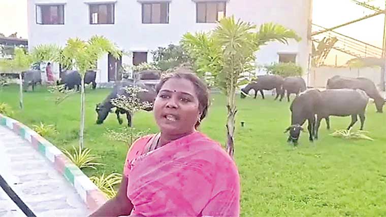 بھارت :گوالے نے بھینسیں ایم ایل اے کے دفتر میں باندھ دیں