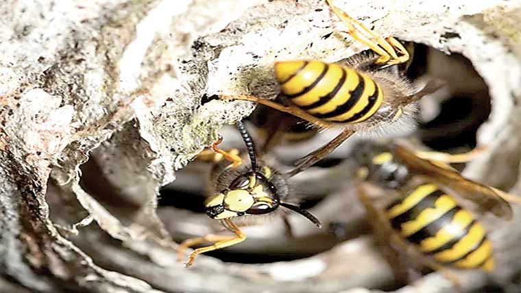  جوہری ہتھیاروں کی غیر فعال سائٹ سے تابکار بھِڑیں برآمد