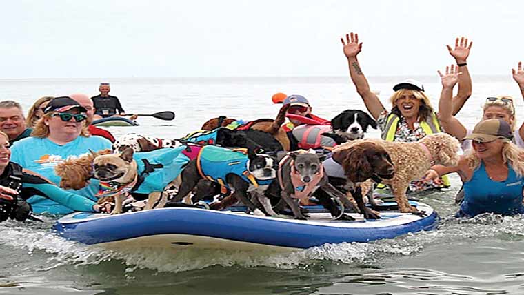 برطانیہ :سرفنگ کرنیوالے کتوں کے ایک ساتھ 3ریکارڈ 