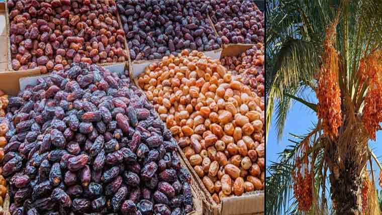 پاکستان کھجور پیدا کرنیوالا  دنیا کا پانچواں بڑا ملک بن گیا