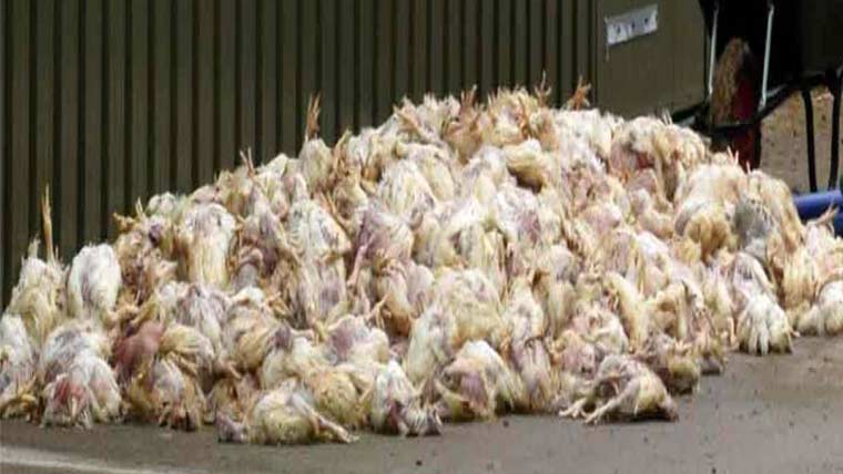  1610 کلوناقص گوشت مردہ مرغیاں تلف، ملزم گرفتار