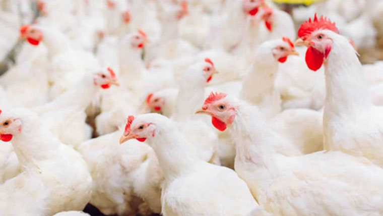 کندیاں:چکن کی قیمتوں میں اضافہ جاری،600روپے کلوفروخت 