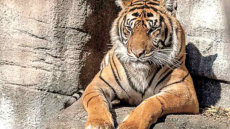 جسے اپنا پالتو جانور پسند نہیں وہ شکاری جانور کو کھلادے 