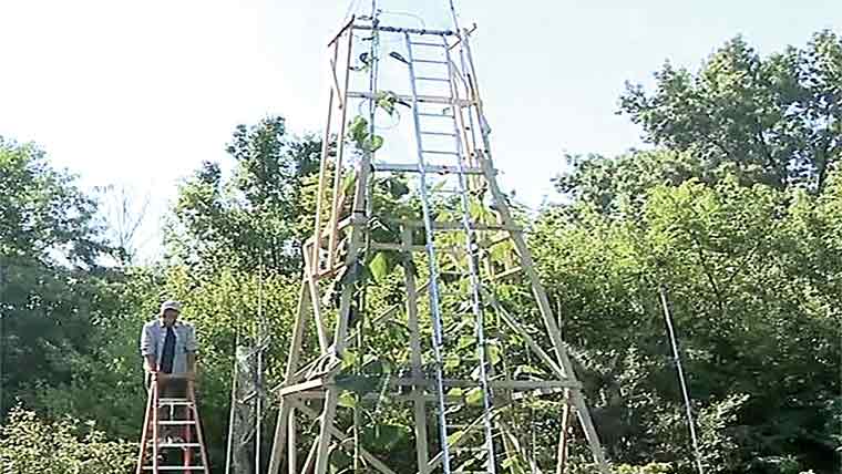 امریکی مالی کا اُگایا سورج مکھی عالمی ریکارڈ کے قریب 