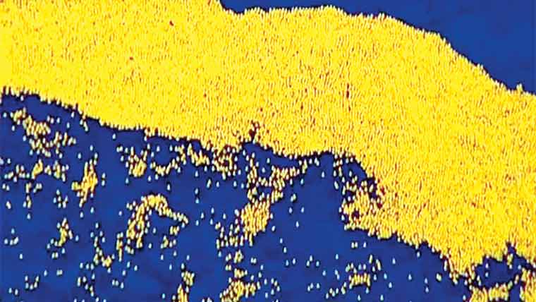 دریائے شکاگو میں 82ہزار ربڑ کی بطخوں کی ریس