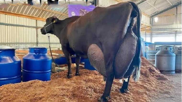 برازیل :گائے کا 3دن میں 343لٹر دودھ دیکر عالمی ریکارڈ 