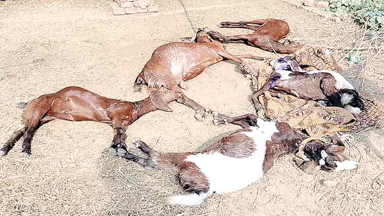 آوارہ کتوں کا حملہ،5بکریاں مار ڈالیں،گائے کا کان کاٹ لیا