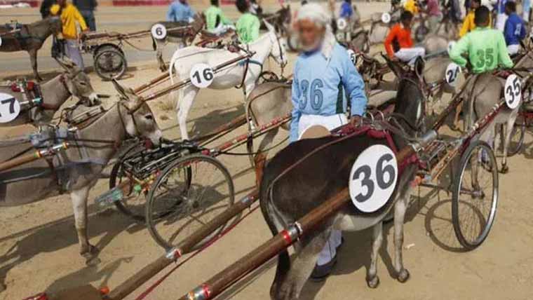 جشن آزادی پر گدھا ریس  ندیم کالا نے جیت لی