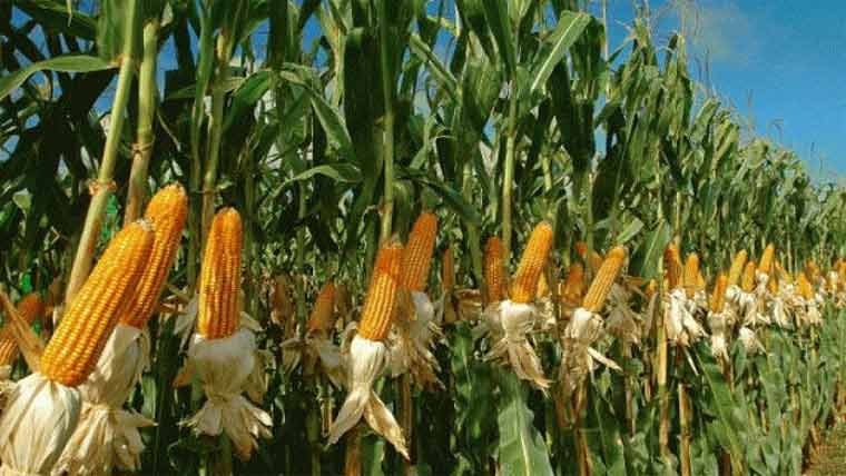 مکئی کی چین کو برآمدات کی صلاحیت پر سیمینار،کاشتکار شریک 