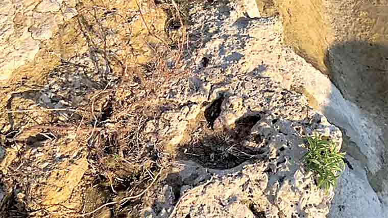 11 کروڑ سال پرانے ڈائناسور کے نشانات برآمد