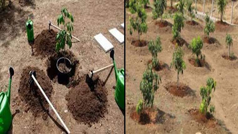 جشن آزادی : ملتان کے سکولوں میں 38 ہزار پودے لگانے کا فیصلہ 