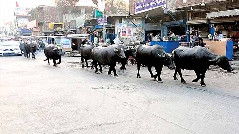 سیاسی مداخلت،مویشوں کی شہر سے منتقلی رک گئی