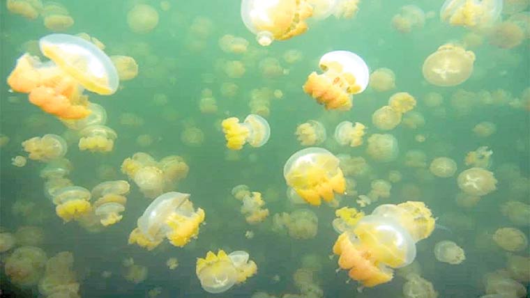 فرانس،جیلی فشوں نے جوہری پلانٹ کو غیرفعال کردیا