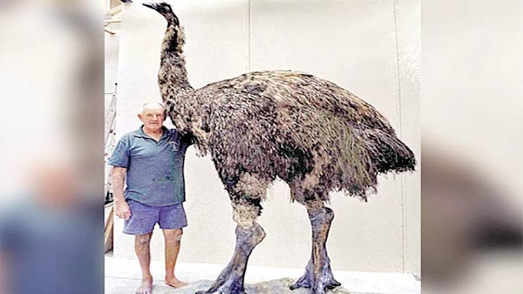 12فٹ اونچا، 250 کلو وزنی پرندہ ’’موا ‘‘ پھر پیدا ہوگا 