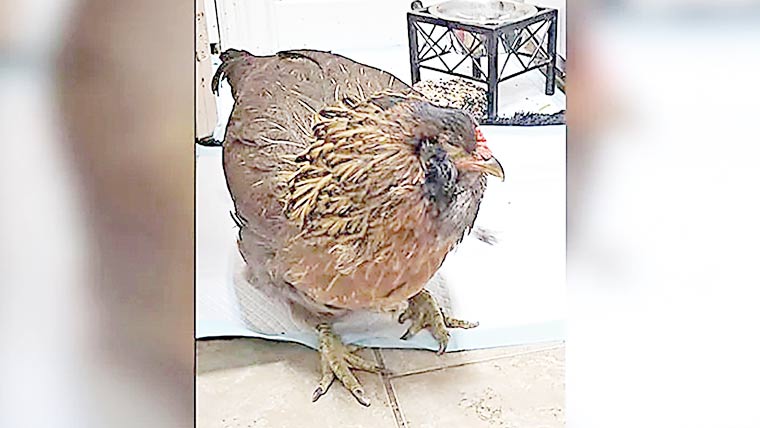 ٹیکساس کی 14 سالہ مرغی سب سے عمر رسیدہ قرار 