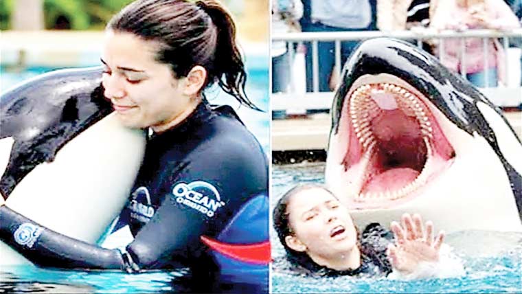 ٹرینر کو پالتو وہیل نے کھا لیا،وائرل ویڈیو کی حقیقت عیاں