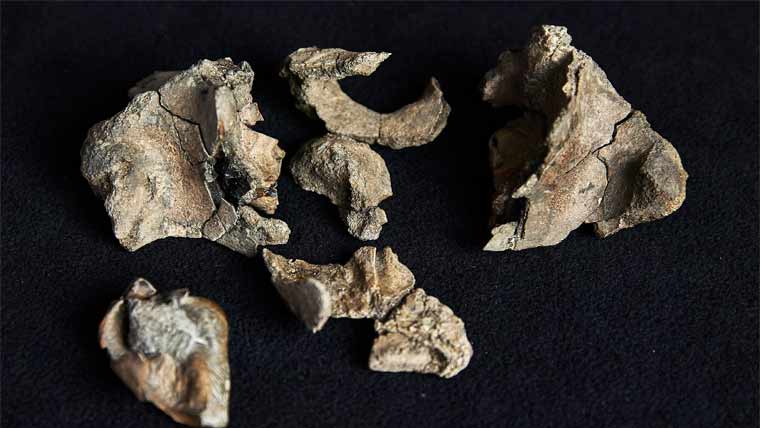 آسٹریلیا :2کروڑ60 سال  پرانا شارک نما وہیل فوسل دریافت