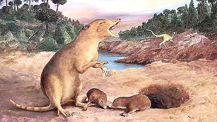  کروڑوں سال پرانا چوہے جتنے ممالیہ جانور کا فوسل دریافت