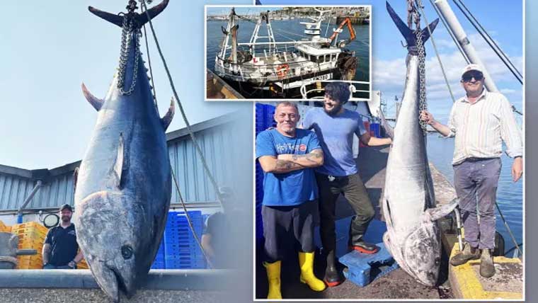 انگلینڈ:باپ بیٹے نے  5من وزنی ٹونا فش پکڑ لی