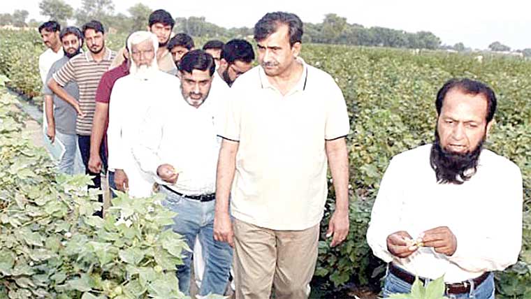 غیر معمولی بارشیں کپاس کیلئے نقصان دہ،ذوالفقار علی 