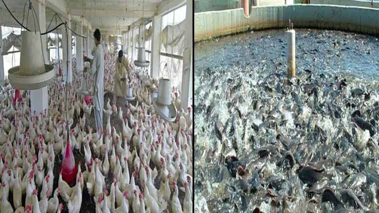 500 پولٹری،160فش فارم تباہ،لاکھوں مرغیاں ہلاک