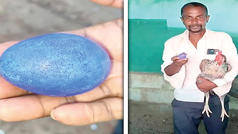 سفید انڈے دینے والی مرغی نے اچانک نیلا انڈہ دیدیا 