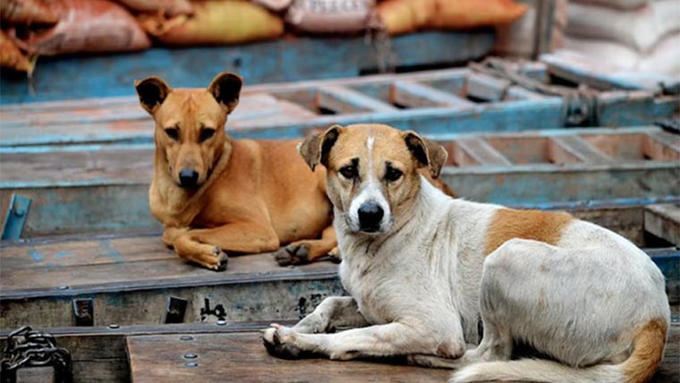 انڈیا میں کُتے رات بھر نومولود کی حفاظت کرتے رہے
