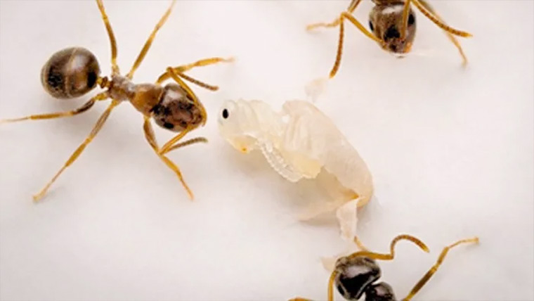 بیمار چونٹیاں خود فنا ہوکر دوسروں کوبچاتی ہیں:تحقیق