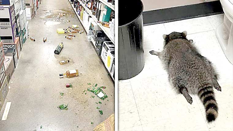 سٹور میں تباہی مچانے والا راکون شراب پی کر بے ہوش 