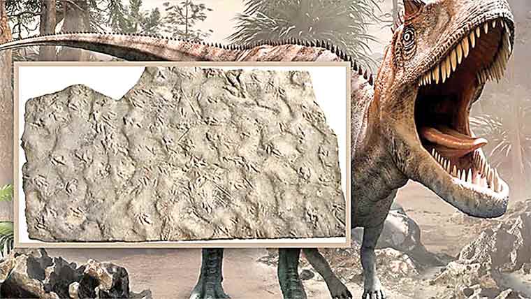 راستے کے پتھر 19 کروڑ سال پرانے ڈائنا سور فوسلز ثابت