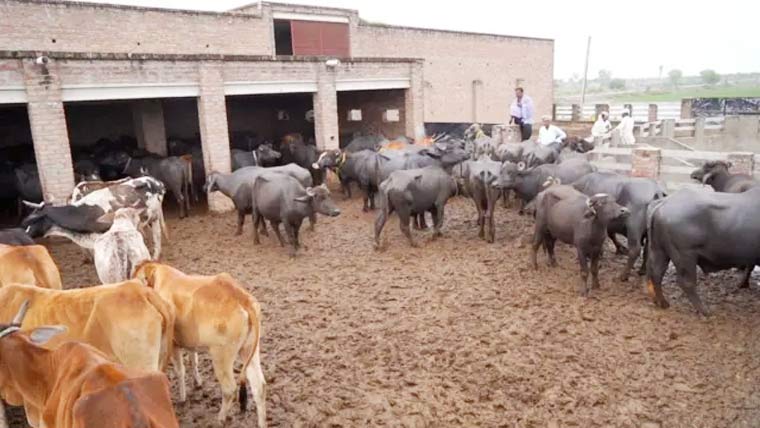 شہر میں مویشیوں کے باڑ،گندگی،لوگوں کو مشکلات