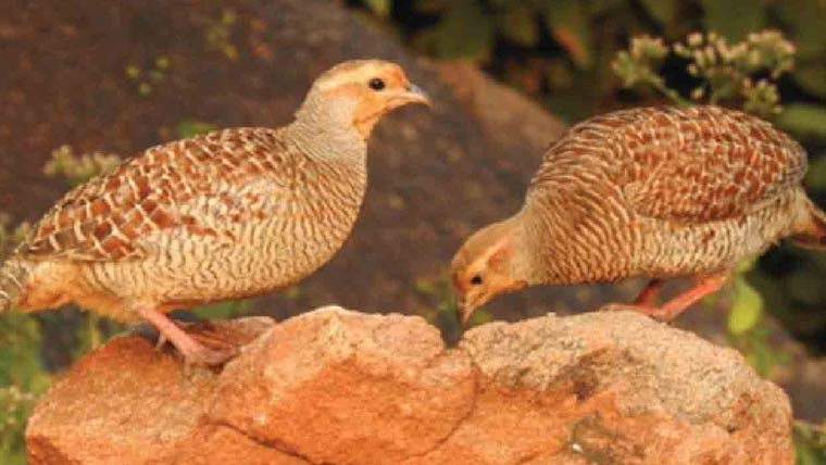  پنجاب میں پہلی بار تیتر کے شکار کیلئے 80 شکار گاہیں مختص