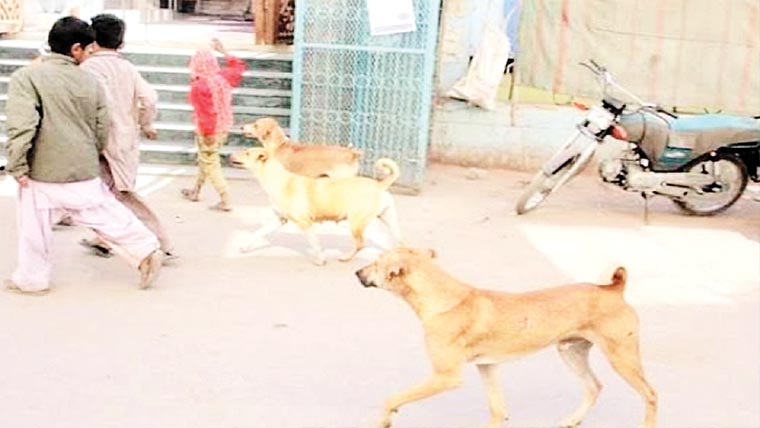 ڈسکہ : آوارہ کتوں کی بھرمار شہریوں میں خوف وہراس 
