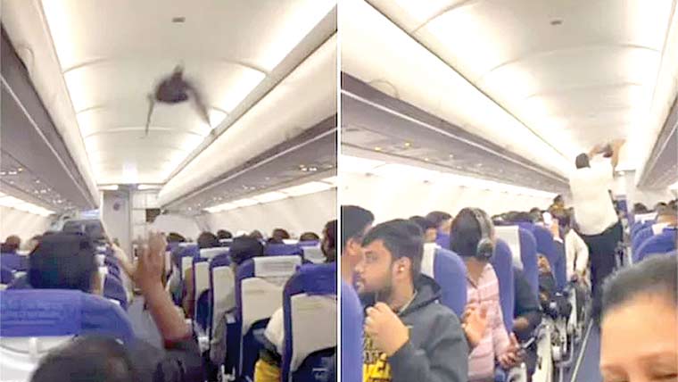 بھارتی ایئرلائن میں دوران پرواز کبوتر گھس آیا