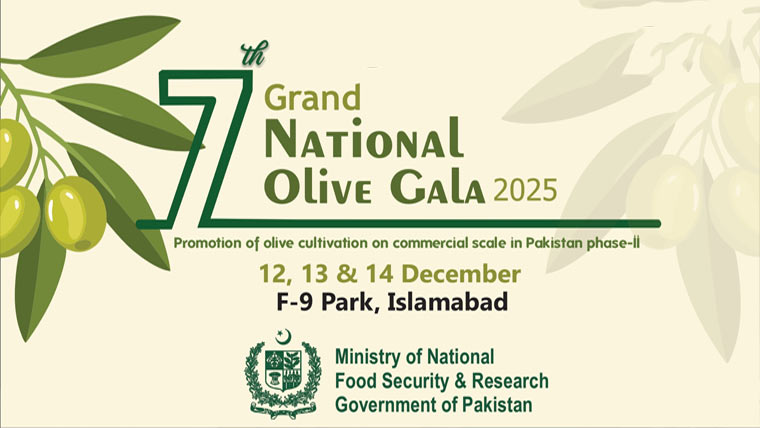 ساتواں گرینڈ نیشنل زیتون گالا 12دسمبر سے شروع ہو گا
