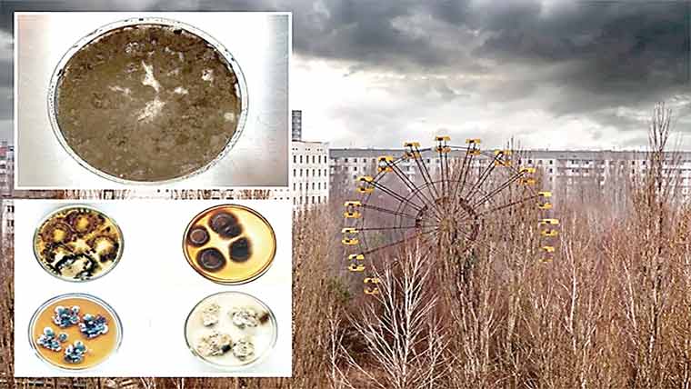 چرنوبل نیوکلیئر ویسٹ لینڈ میں زندگی کی موجودگی کا انکشاف